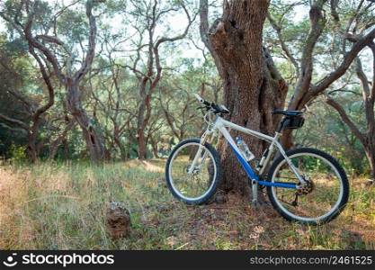 Mountain bike in an olive grove, against a tree  copy space