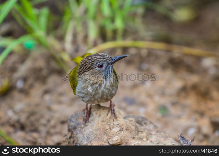 Mountain Bulbul ( Ixos mcclellandii ) in nature perching on a branch