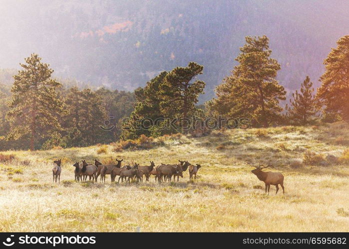 Mountain Bull Elk in autumn forest, Colorado, USA