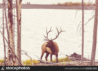 Mountain Bull Elk in autumn forest, Colorado, USA