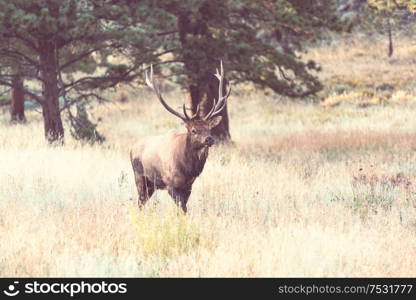 Mountain Bull Elk in autumn forest, Colorado, USA