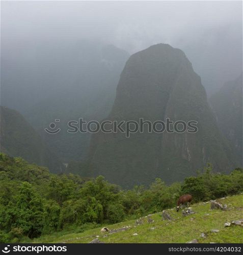 Mountain covered with fog, Machu Picchu, Cusco Region, Peru