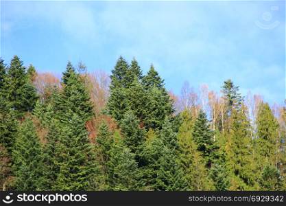 mountain covered with forest. mountain covered with firry forest in autumn