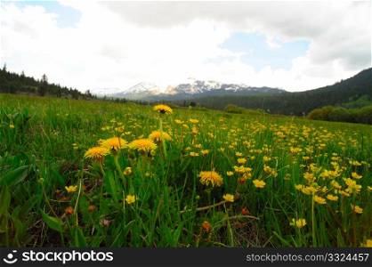 Mountain dandelions and other yellow flowers in a grassy meadow with snow covered peaks in the background.. Mountain dandelions