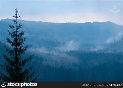 Mountain forest at dusk with low clouds and fog between the trees, focus on foreground pine