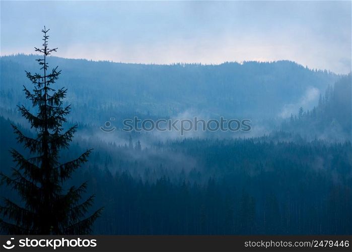 Mountain forest at dusk with low clouds and fog between the trees, focus on background