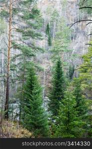 Mountain forest. Health resort Belokurikha, Altay, Siberia