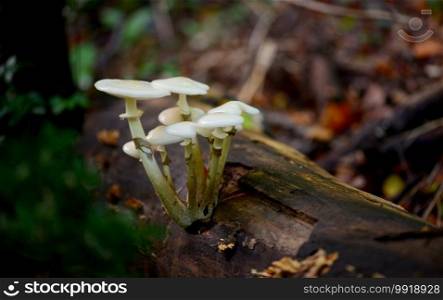 mountain forest small white mushrooms close detail