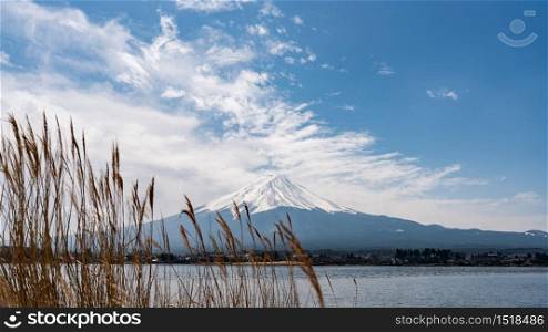 Mountain Fuji background with the Golden meadow grass