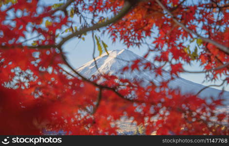 Mountain Fuji with red maple leaves or fall foliage in colorful autumn season near Fujikawaguchiko, Yamanashi. Five lakes. Trees in Japan with blue sky. Nature landscape background