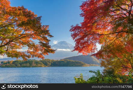 Mountain Fuji with red maple leaves or fall foliage in colorful autumn season near Fujikawaguchiko, Yamanashi. Five lakes. Trees in Japan with blue sky. Nature landscape background