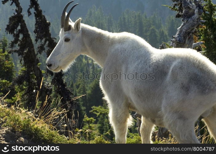 Mountain Goat