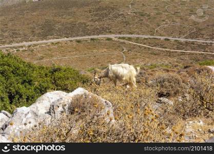 Mountain goat on a rocky landscape in Kythira island, Attica Greece.. Mountain goat on a rocky landscape in Kythira island, Greece.
