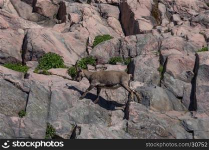 mountain goat on the side of a hill