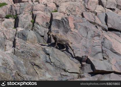 mountain goat on the side of a hill&#xA;