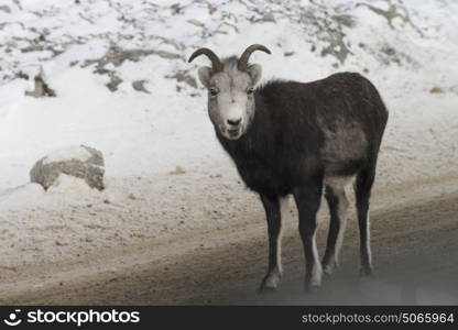 Mountain goat standing on road, Alaska Highway, Northern Rockies Regional Municipality, British Columbia, Canada