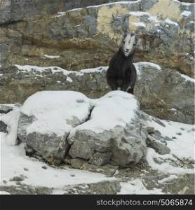 Mountain Goat standing on snow covered rock, Alaska Highway, Northern Rockies Regional Municipality, British Columbia, Canada