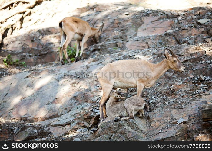 mountain goats and kids at the zoo