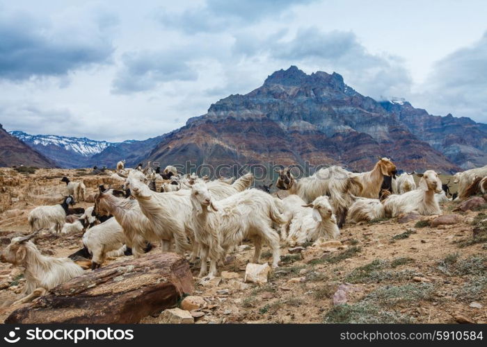 Mountain goats, Spiti Valley, Himachal Pradesh, India