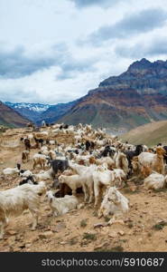Mountain goats, Spiti Valley, Himachal Pradesh, India