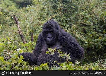 Mountain Gorilla in Volcanoes National Park, Rwanda