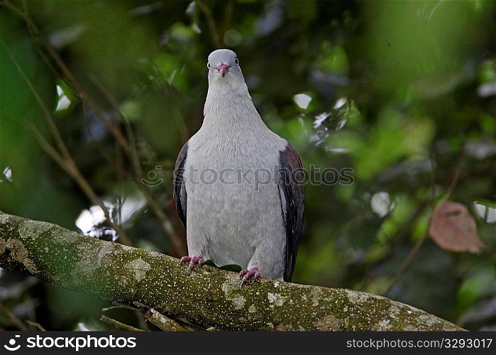 Mountain Imperial pigeon potrait