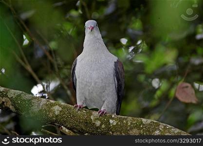 Mountain Imperial pigeon potrait
