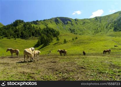 Mountain landscape along the road to Crocedomini pass, in the Brescia province, Lombardy, Italy, at summer. Horses at pasture
