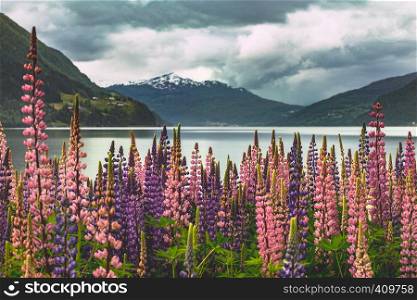 mountain landscape and pink lupine, norway
