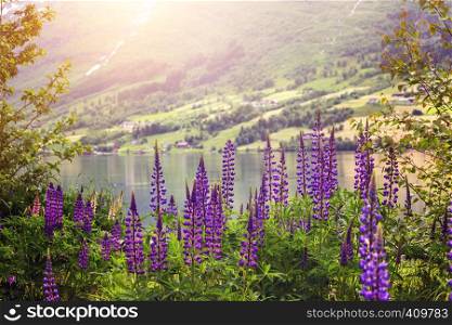 mountain landscape and pink lupine, norway