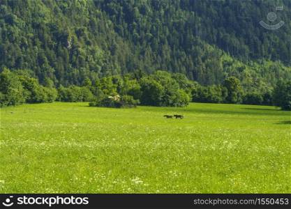 Mountain landscape at summer along the road to Presolana, Bergamo, Lombardy, Italy. Horses
