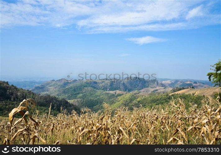 Mountain landscape in sunny day