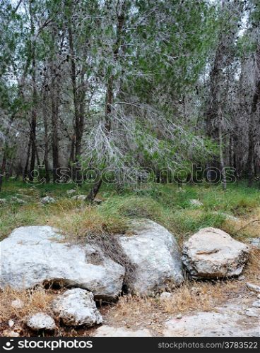 Mountain landscape in the vicinity of Jerusalem in May
