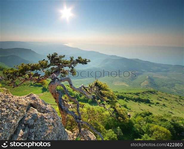 Mountain landscape. Spruce on the edge. Composition of nature.