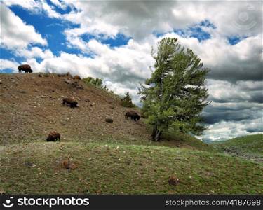 Mountain Landscape With Bisons And Dramatic Sky