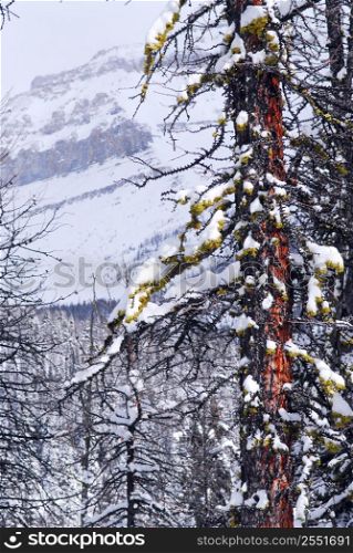 Mountain landscape with eastern larch tree in the foreground in Canadian Rockies