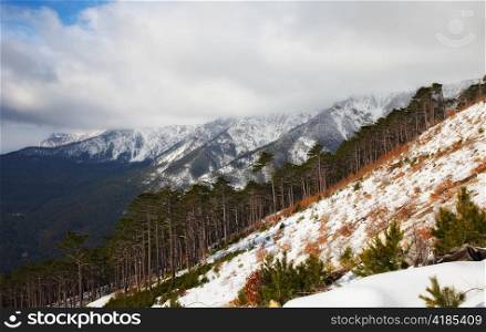 mountain landscape with evergreen tree. nature