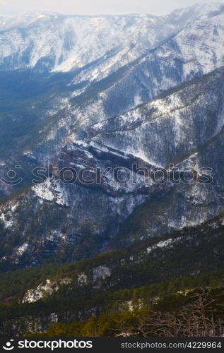 mountain landscape with evergreen tree. nature
