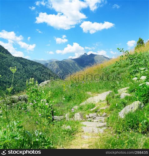 Mountain landscape with green grass and flowers. Andorra, Pyrenees.