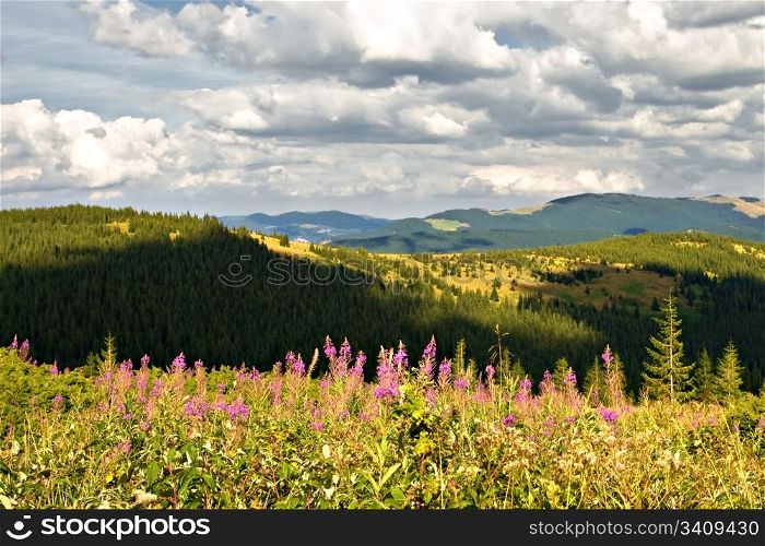 Mountain landscape with green hills and flowers