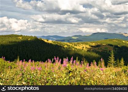 Mountain landscape with green hills and flowers