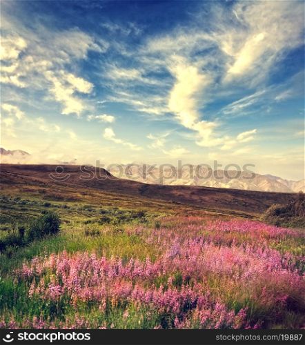 Mountain Landscape With Pink Flowers Blossom