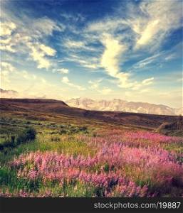 Mountain Landscape With Pink Flowers Blossom