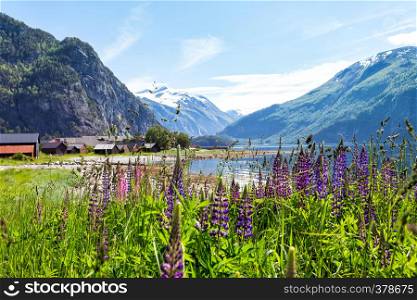 mountain landscape with pink lupine in the background, Norway