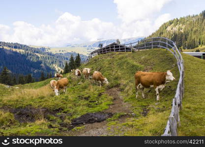 Mountain landscape with wooden fence,, shelter and grazing cows