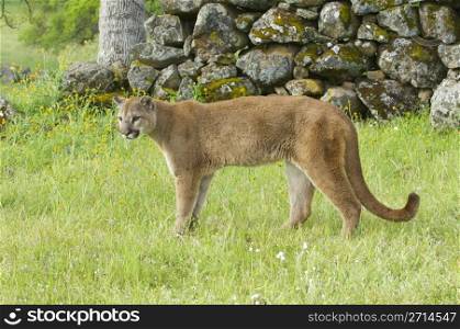 Mountain Lion on green grass with rocks in background during spring time. Mountain Lion