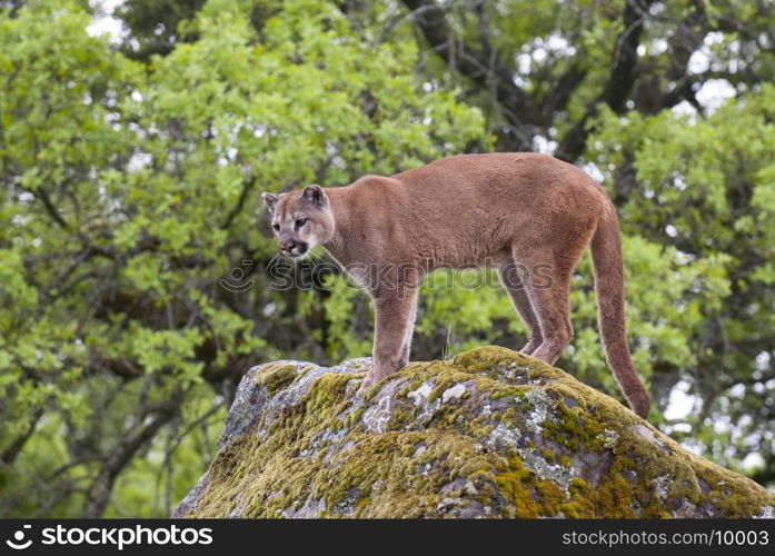 Mountain lion on lichen covered rocks