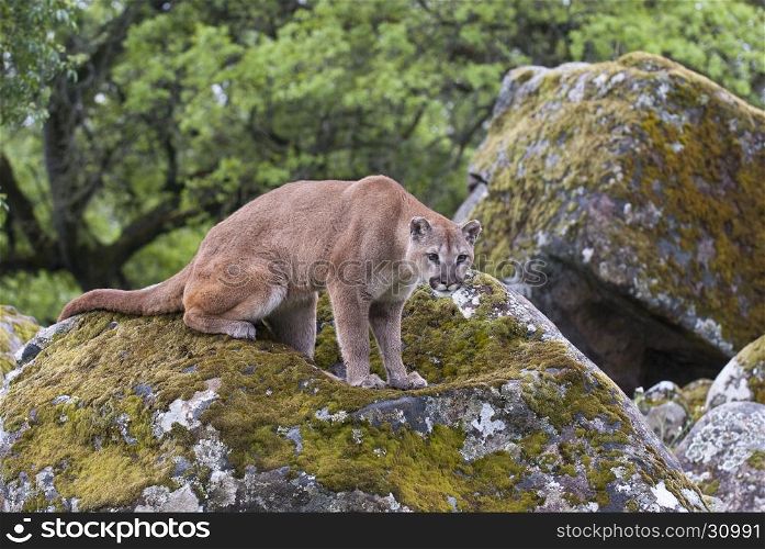 Mountain lion on lichen covered rocks with green trees in background