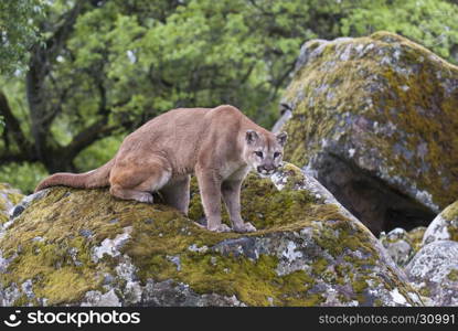 Mountain lion on lichen covered rocks with green trees in background