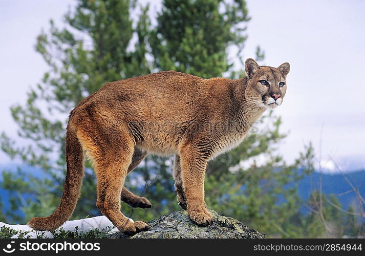 Mountain Lion standing on rock